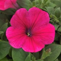 Петунія ампельна EASY WAVE® F1 Rose, 25 шт, PanAmerican
