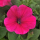 Петунія ампельна EASY WAVE® F1 Rose, 100 шт, PanAmerican