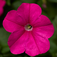 Петуния FotoFinish™ Pink