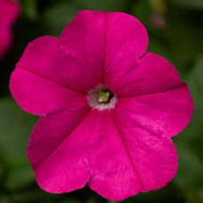 Петуния FotoFinish™ Pink