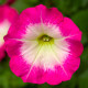 Петунія ампельна FotoFinish™ Rose Morn -160, 25 шт, Syngenta