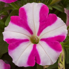 Петуния FotoFinish™ Rose Star