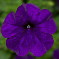 Петунія ампельна FotoFinish™ Blue, 5 шт, Syngenta 