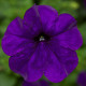 Петунія ампельна FotoFinish™ Blue, 1000 шт, Syngenta