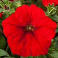 Петунія ампельна FotoFinish™ Red, 5 шт, Syngenta 