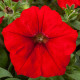 Петунія ампельна FotoFinish™ Red, 25 шт, Syngenta