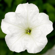 Петунія ампельна FotoFinish™ White, 5 шт, Syngenta 