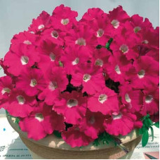 Петуния амп Gioconda F1 Rose with White Eye