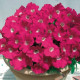 Петуния амп Gioconda F1 Rose with White Eye
