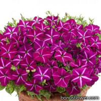 Петуния Gioconda F1 Purple & White