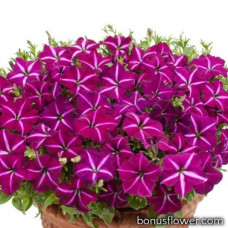 Петуния Gioconda F1 Purple & White