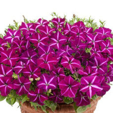 Петуния Gioconda F1 Purple & White