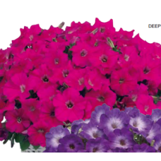 Петуния Gioconda F1 Deep Rose