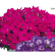 Петуния Gioconda F1 Deep Rose