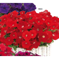Петуния ампельная Gioconda F1 Red