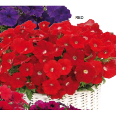 Петуния ампельная Gioconda F1 Red