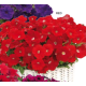 Петуния ампельная Gioconda F1 Red