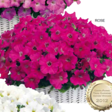 Петуния ампельная Gioconda F1 Rose