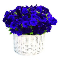 Петуния амп Gioconda F1 Blue