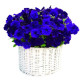 Петуния амп Gioconda F1 Blue
