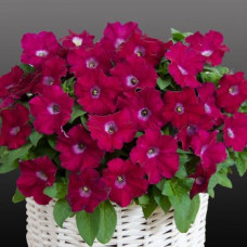 Петуния Gioconda F1 Fuchsia