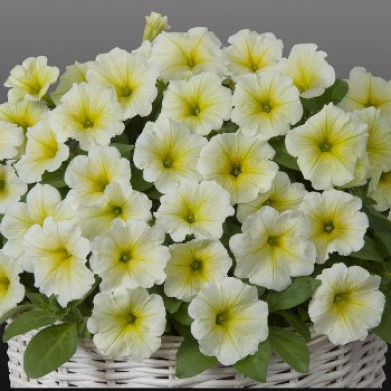 Петуния Gioconda F1 Lime Yellow