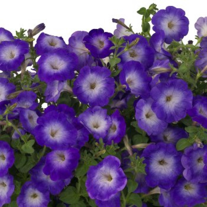 Петунія ампельна Gioconda F1 Saturn Blue, 25 шт, Farao