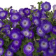 Петунія ампельна Gioconda F1 Saturn Blue, 25 шт, Farao