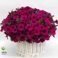 Петунія ампельна Gioconda F1 Violet, 10 шт, Farao