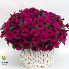 Петуния Gioconda F1 Violet