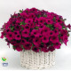 Петунія ампельна Gioconda F1 Violet, 10 шт, Farao