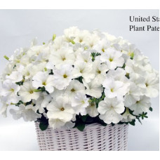 Петуния ампельная Gioconda F1 White