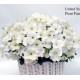 Петуния ампельная Gioconda F1 White