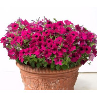 Петунія ампельна Gioconda F1 Purple, 10 шт, Farao