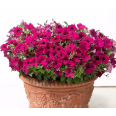 Петуния Gioconda F1 Purple