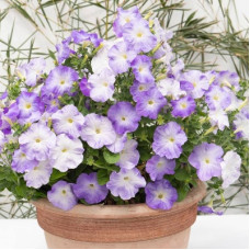 Петуния Gioconda F1 Marina Blue