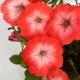 Петуния Gioconda F1 Saturn Salmon