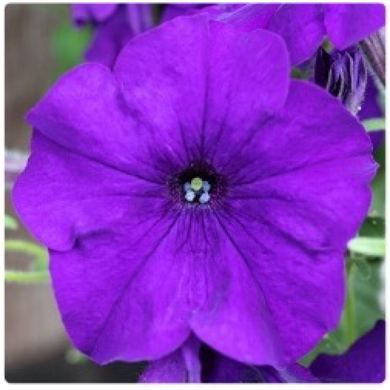 Петунія ампельна Hang Out F1 Blue, 5 шт, Floranova