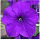 Петунія ампельна Hang Out F1 Blue, 5 шт, Floranova