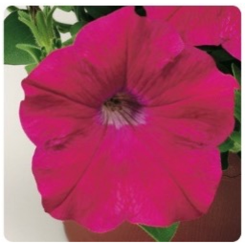 Петунія ампельна Hang Out F1 Deep Rose, 25 шт, Floranova