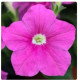 Петуния Hang Out F1 Pink