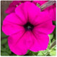 Петуния Hang Out F1 Purple