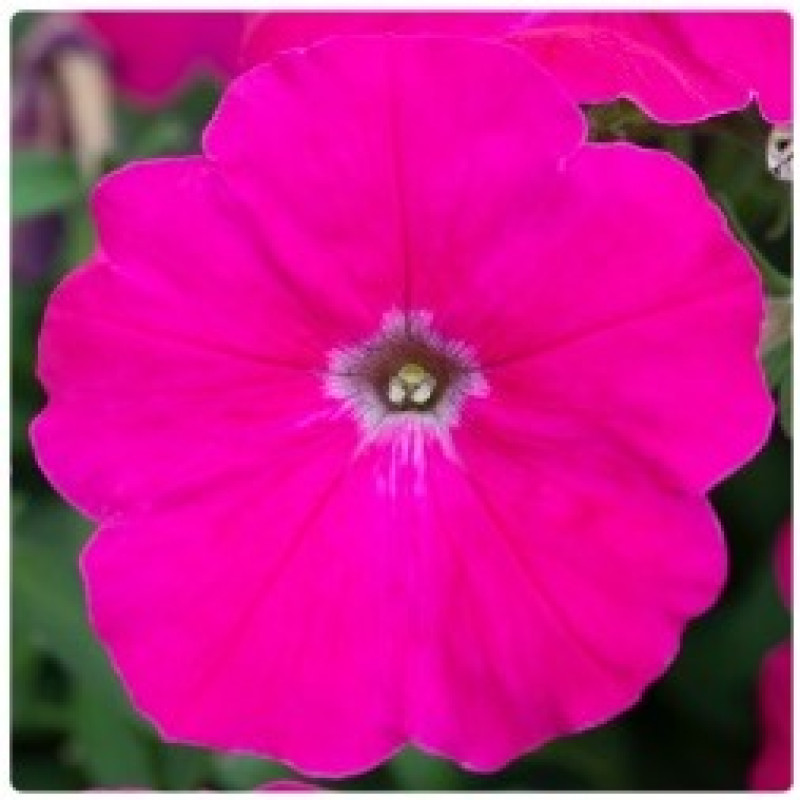 Петуния Hang Out F1 Rose