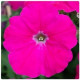 Петуния Hang Out F1 Rose