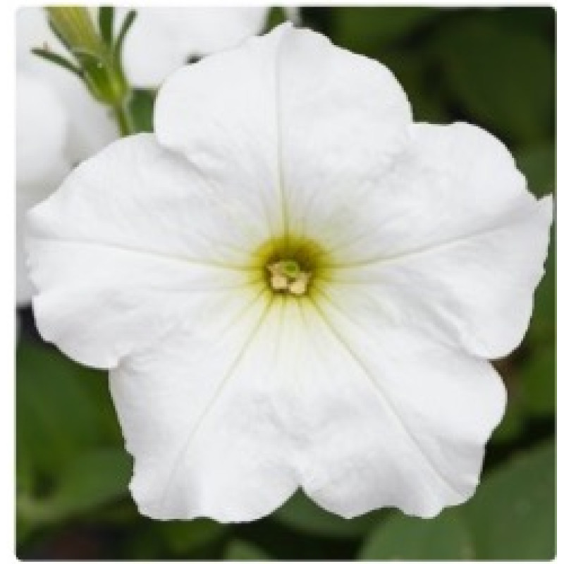 Петуния Hang Out F1 White