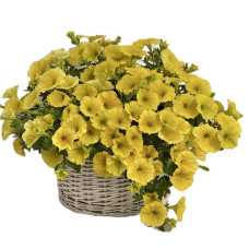 Петунія багатокв. амп. My Joy Deep Golden 5 шт, Farao