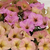 Петунія багатокв. амп. My Joy Sunset Shades 1000 шт, Farao