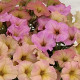 Петунія багатокв. амп. My Joy Sunset Shades 1000 шт, Farao