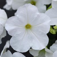 Петуния амп,многоцв, My Joy F1 White