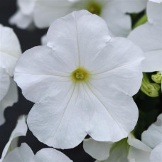 Петуния амп,многоцв, My Joy F1 White